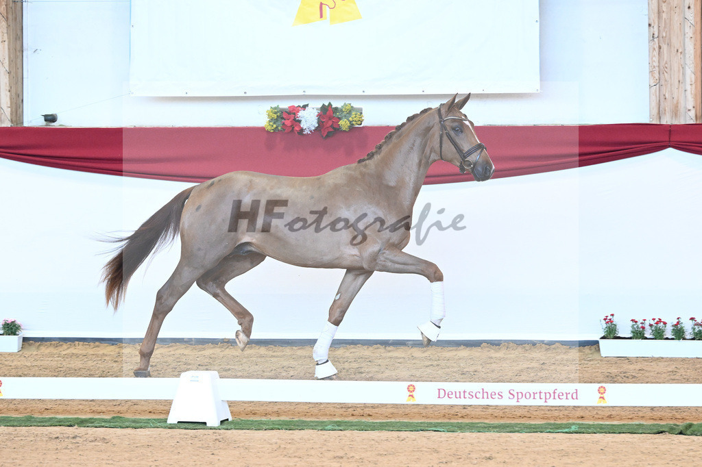 Kat-Nr. 18 D cinzano x Frenchman II_Heinrich_43230181 | hf-fotografie - Realisiert mit Pictrs.com