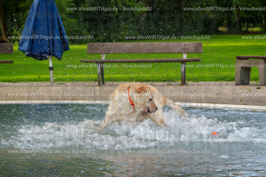 Hundeschwimmen_Grefrath_2026-allesWIRTHgut_Tierfotografie-09_21-FAY07547 | Professionelle Tierfotografie in Mönchengladbach von Daniel Wirth (allesWIRTHgut). Liebevolle & natürliche Bilder von Hunden & Katzen für unvergessliche Erinnerungen.