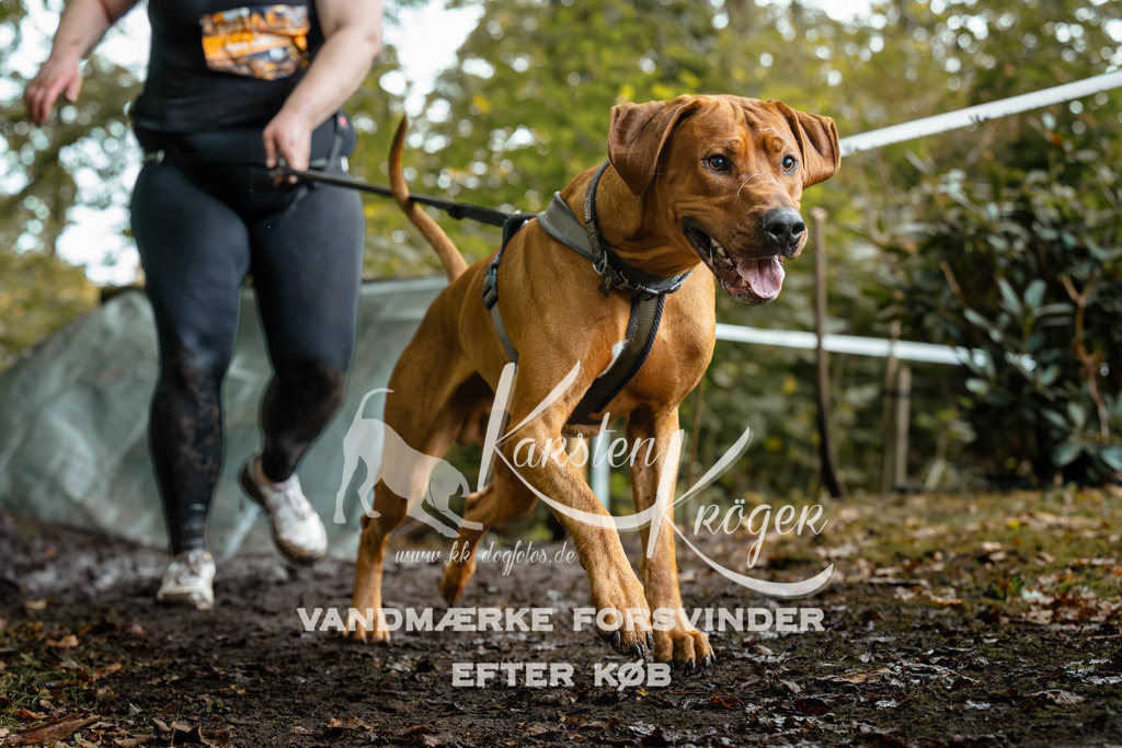 1427DZ6_2129Z6 | kk-dogfotos