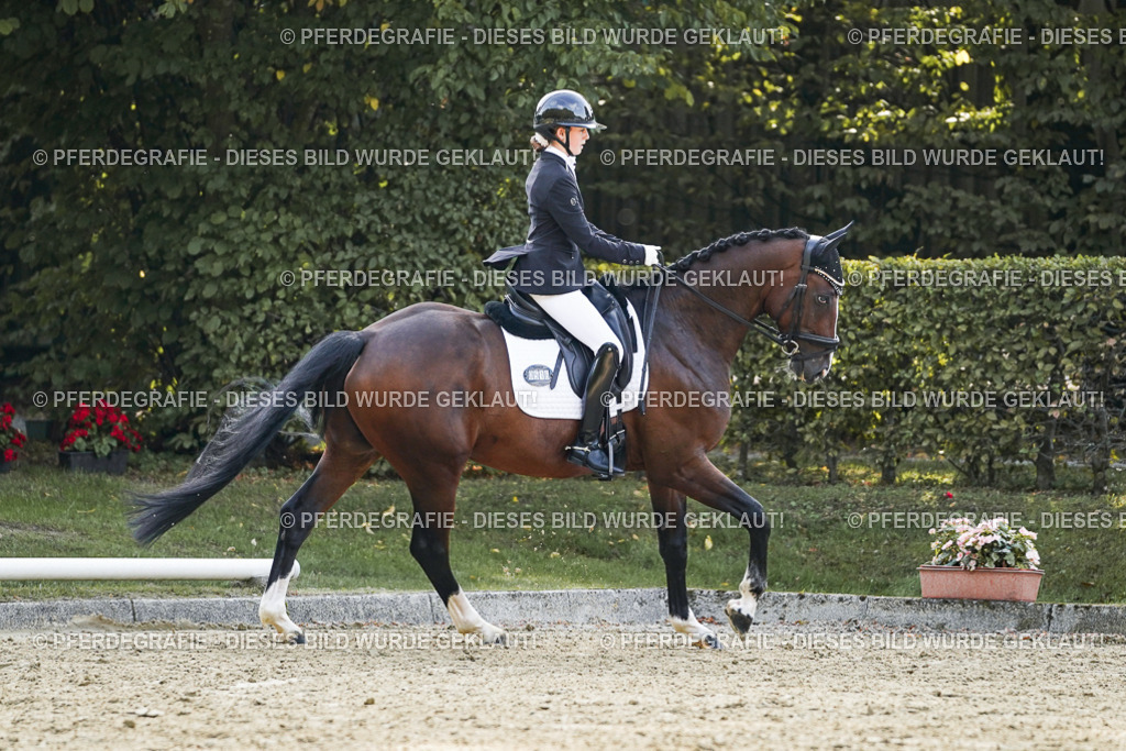 DSC05101 | Pferdegrafie