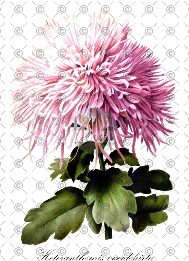 HistAbb_wfo-0001021777_1_ENZY_Simple | Historische Abbildung von Heteranthemis viscidehirta - Asteraceae | Historical Illustration of Heteranthemis viscidehirta - Asteraceae