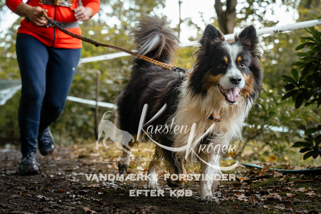 1426DZ6_1942Z6 | kk-dogfotos