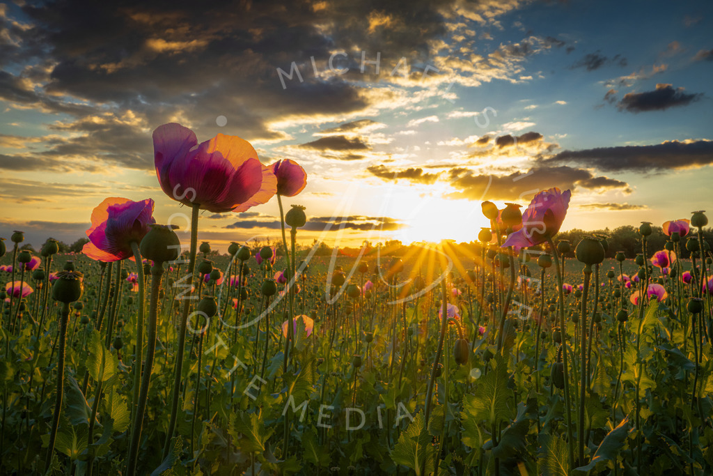 2022-05-28 Mohnfeld Oehringen - 017 | Pink Poppies 4  (pinker Mohn) - Realisiert mit Pictrs.com
