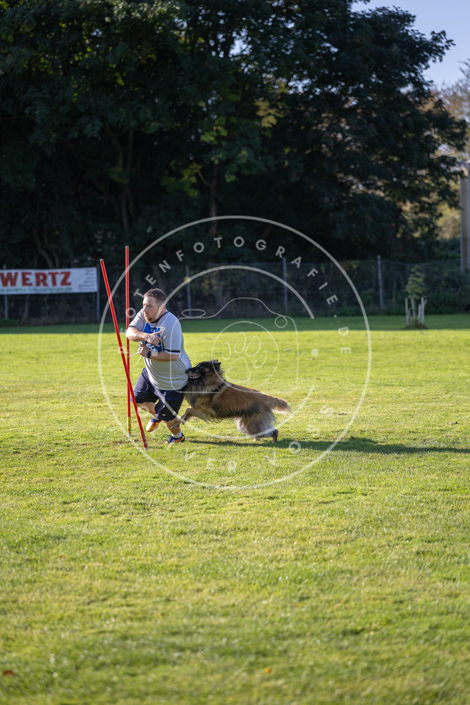Pfotenfotografie.de_DV3A3403 | Hundefotografie, Tierfotograf, Pfotenfotografie, Fotoshooting Hund, Hunde Portrait, Hundesport, Hundeportraits, Heideshooting, Hunde, Sportfotograf, Hundefotograf, Turnierhundsport, THS, canicross - Realisiert mit Pictrs.com