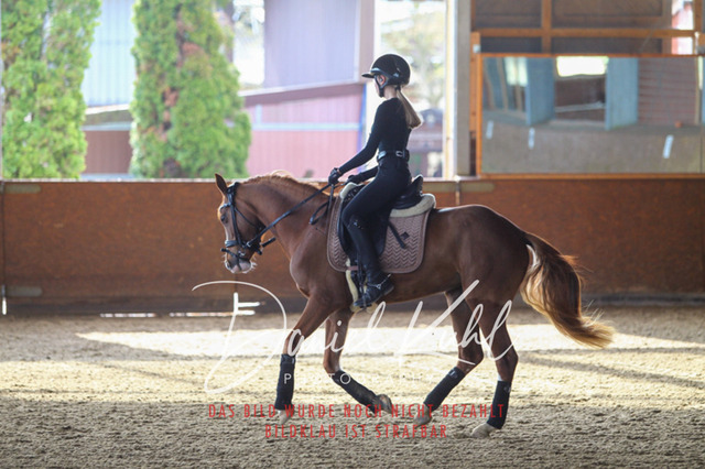 DKP42610 | Turniersportfotografie; Pferdefotografie; Dressurfotografie