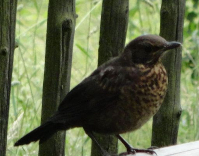 junger-star | Verkauf von Fotos und  Videoclips zumThema Natur.Motive sind Pflanzen, Tiere, Landschaftenund Wetter - Realisiert mit Pictrs.com
