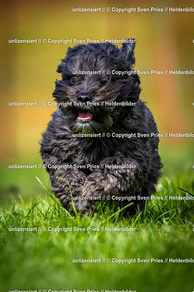 Sven Pries | 2025-04-13 - Hunderennen Baden-Baden - Realisiert mit Pictrs.com