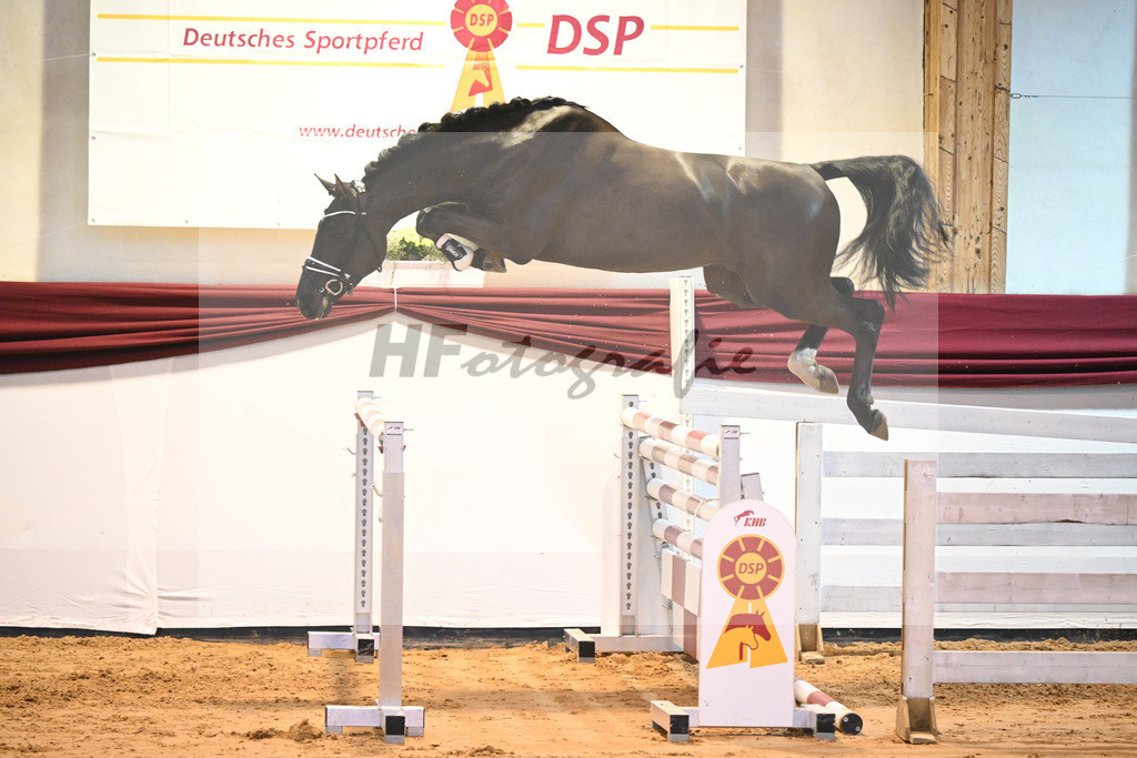 Kat-Nr. 45 v. Pegase vant Ruytershof_Zurich_66221211 | hf-fotografie - Realisiert mit Pictrs.com
