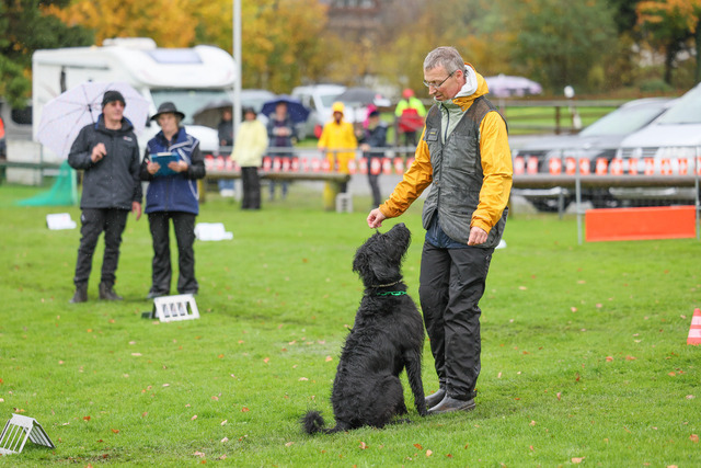 2025_Rally_Obedience_SM-65 | Ich fotografiere Hundeausstellungen, Sportanlässe, Zuchtstätten, Hundezucht, Hundeportrait, Lagotto - Realisiert mit Pictrs.com