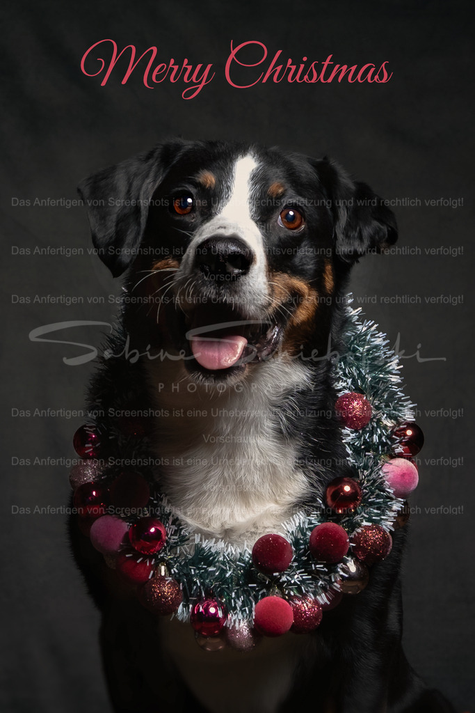 "Merry Christmas" wünscht Ebby | People- und Tierfotografie, Imageaufnahmen, Veranstaltungsfotografie und Wandbilder aus der Natur ★ Made in Germany ✔️ Druck + Downloads ✔️ Naturfotografie in Top Qualität ★ schneller Versand, weltweite Lieferung! - Realisiert mit Pictrs.com