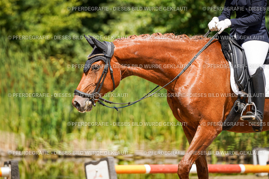 DSC01326 | Pferdegrafie