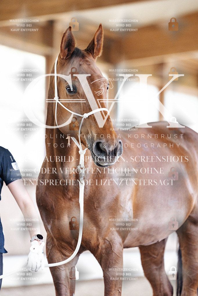 CK908302 | Turnierfotografie Pferdefotografie Trier Rheinland-Pfalz Pferdesport Reitsport Tierfotografie Sportfotografie Pferdevideo Pferdevideografie Equestrianvideography equestrianphotography  - Realisiert mit Pictrs.com