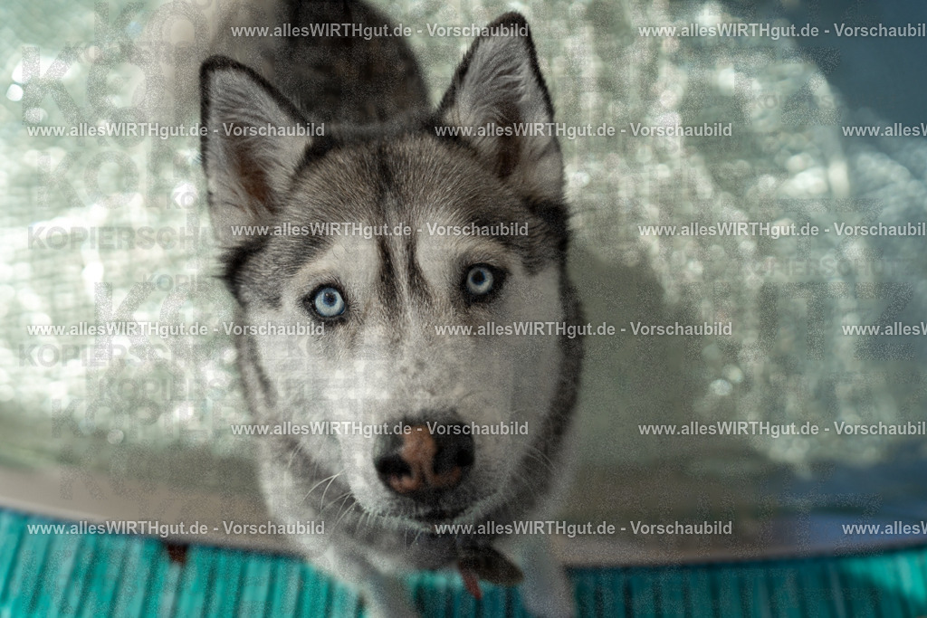 Hundeschwimmen_Volksbad_2026-allesWIRTHgut_Tierfotografie-2609061355-7R500975 | Professionelle Tierfotografie in Mönchengladbach von Daniel Wirth (allesWIRTHgut). Liebevolle & natürliche Bilder von Hunden & Katzen für unvergessliche Erinnerungen.