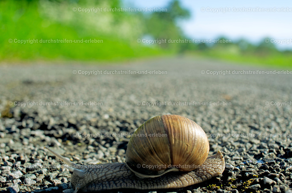 Eine Weinbergschnecke hinterlässt in der warmen Nachmittagssonne eine silberne Spur.  An edible snail is leaving a silvern track in the warm sun of the afternoon. | Die Rieselfelder in Münster sind ein Paradies für Amphibien, Vögel und Säugetiere. im Vogeschutzgebiet lebt nicht nur die Weinbergschnecke, sondern auch Ringelnattern und Blindschleichen. - Realisiert mit Pictrs.com