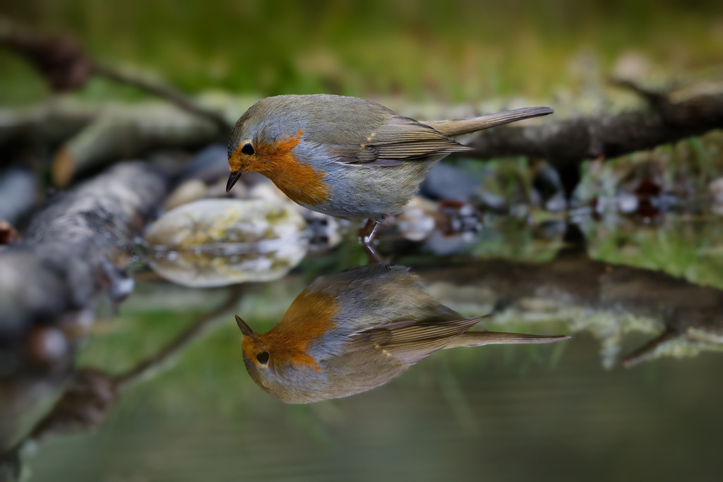 Rotkehlchen im Wasser– Perfekte Spiegelung und künstlerische Textur | Eine stimmungsvolle Nahaufnahme eines Europäischen Rotkehlchens (Erithacus rubecula) beim Trinken oder Baden am Ufer eines Gewässers. Der kleine, lebendige Singvogel wird durch die perfekte Spiegelung im klaren Wasser visuell verdoppelt, was eine symmetrische und fesselnde Komposition schafft. Die Detailtiefe fängt die feine Textur des Gefieders und die Umgebung aus Steinen, Ästen und Grün ein. Dieses Bild, das Ruhe und Faszination ausstrahlt, ist ideal für Projekte in den Bereichen Naturfotografie, Wildlife, Spiegelungs-Fotografie, abstrakte Ornithologie und zur Veranschaulichung der Flora und Fauna im Waldgebiet.