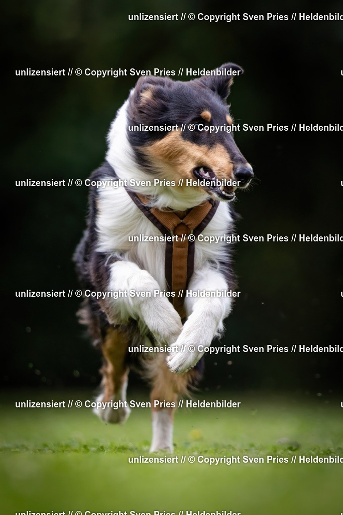 Sven Pries | 19. Allgemeines Hunderennen Karlsruhe Durlach - Realisiert mit Pictrs.com