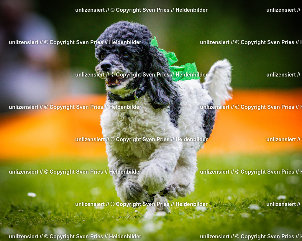 Sven Pries | 2025-05-29 - Pudelrennen KA-Durlach - Realisiert mit Pictrs.com