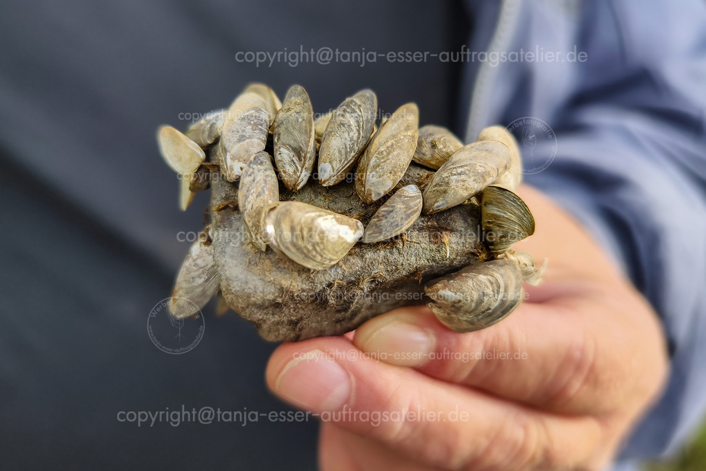 Muscheln aus Moehnesee D | Eine Männerhand hält einen Stein aus dem Möhnesee, bei Arnsberg Deutschland. Er ist übersät mit kleinen Muscheln, den Quaggamuschel, Dreissena rostriformis bugensis.