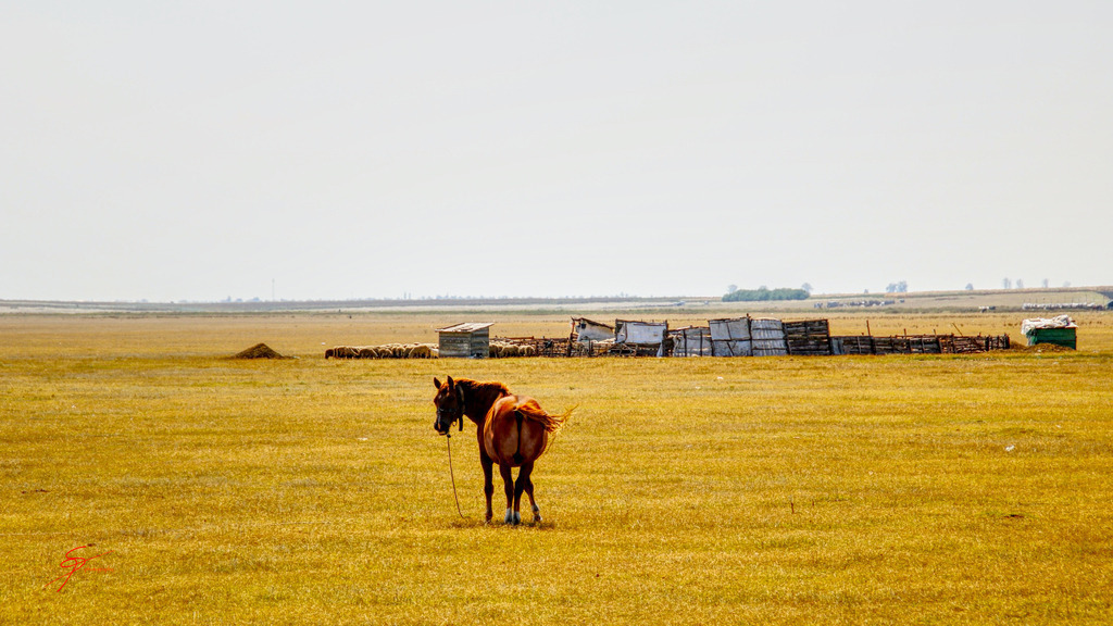 Pferd in der Steppe | www-pimpup-me - Realisiert mit Pictrs.com