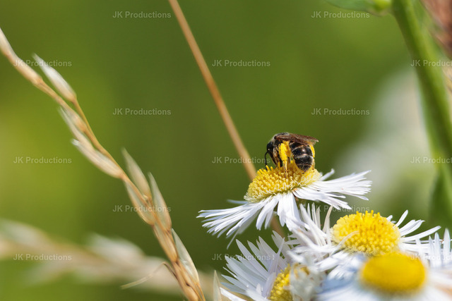 beeflower | Fotos, Fotos kaufen,  Fotos von Stadt und Land, Fotos von Tieren. - Realisiert mit Pictrs.com