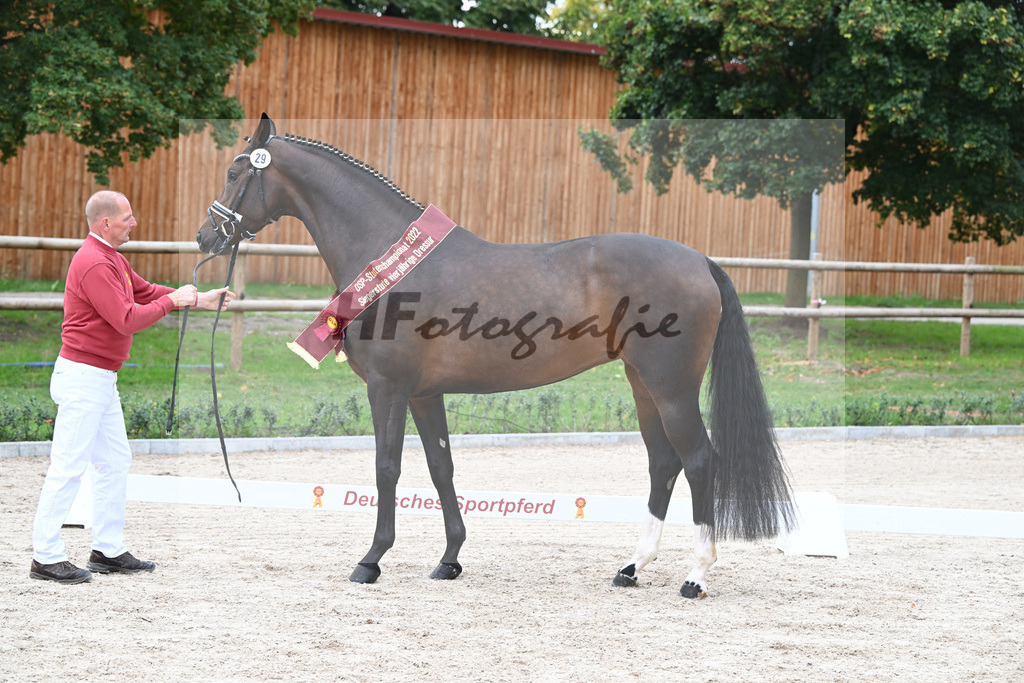 Kat-Nr. 29 Vjera_Gestuet Greim_49221106 | hf-fotografie - Realizzato con Pictrs.com