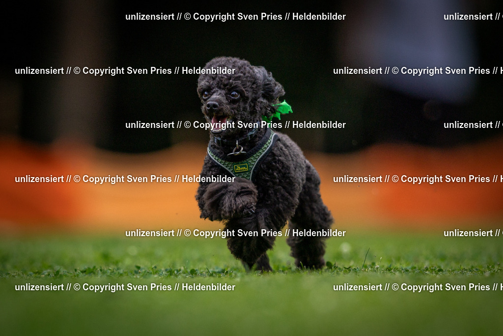 Sven Pries | 19. Allgemeines Hunderennen Karlsruhe Durlach - Realisiert mit Pictrs.com