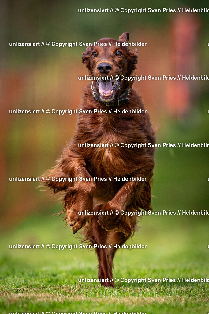 Sven Pries | 2024-09-22 - Hunderennen Baden-BadenPudelverein - Realisiert mit Pictrs.com