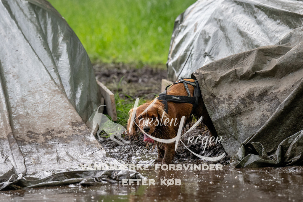 1501_ZZ91544 | kk-dogfotos