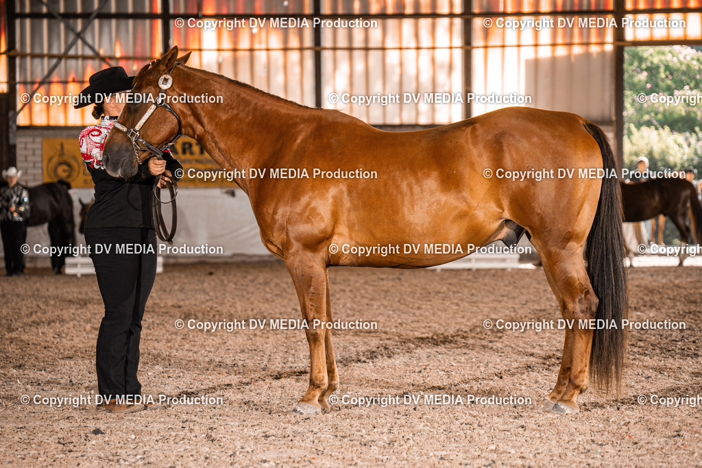 ZH100112 | dv-media-shop - Realisiert mit Pictrs.com