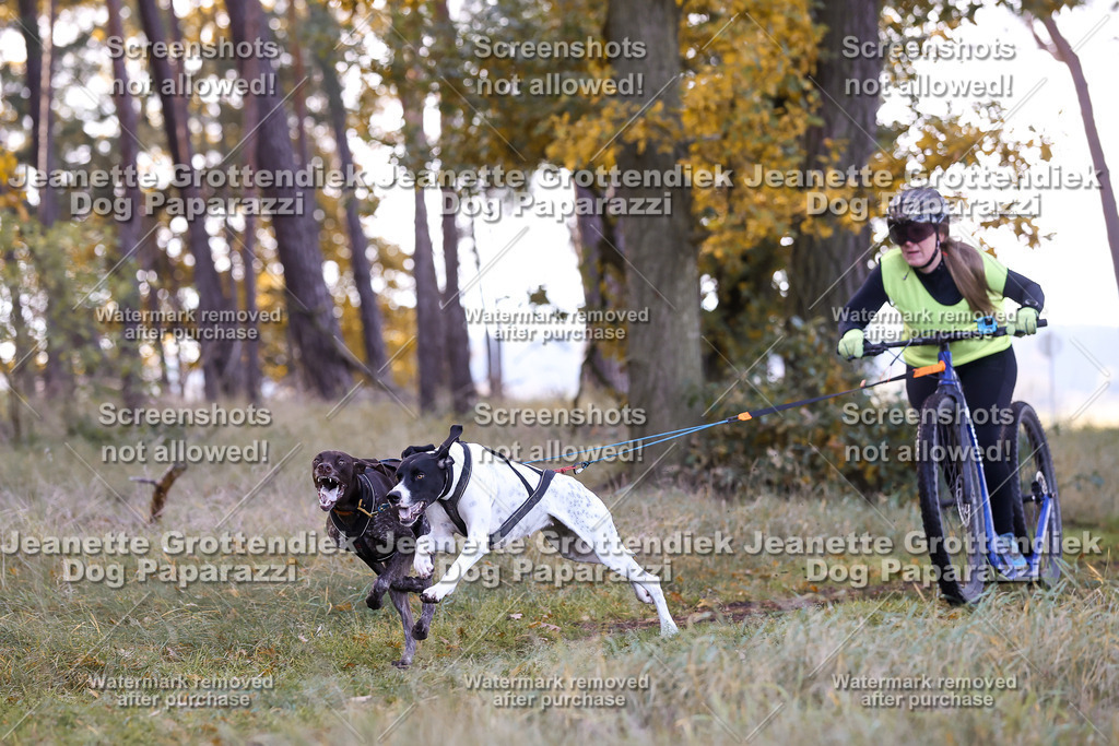 Dog Paparazzi - Elsholz 25 -57 | Dog Paparazzi Jeanette Grottendiek Fotografie & Videografie - Realisiert mit Pictrs.com