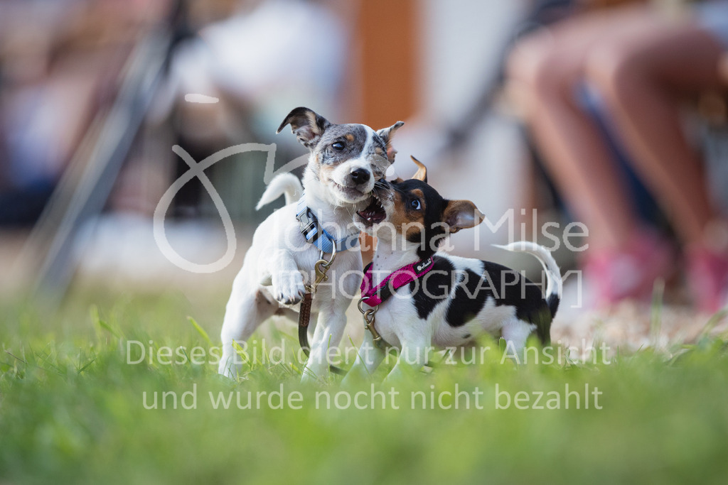 2207_BHO_Hunde-102 | Deine schönsten Turniermomente als professionelle Fotos! Entdecke hochwertige Pferdesport-Fotografie im Online-Shop. Jetzt Fotos finden & bestellen!