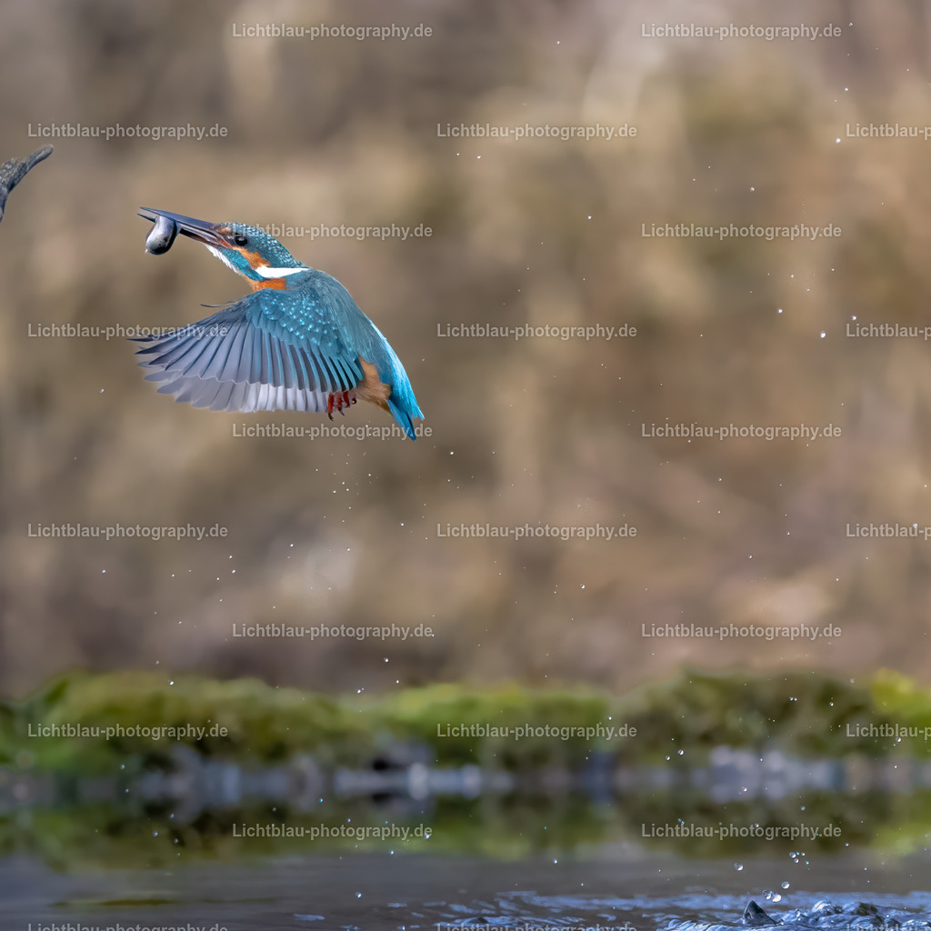 Eisvogel-37 | Hans-Bernd Lichtblau Photography. Finden Sie wunderschöne Fotografien aus Landschaft und Natur.  - Realisiert mit Pictrs.com
