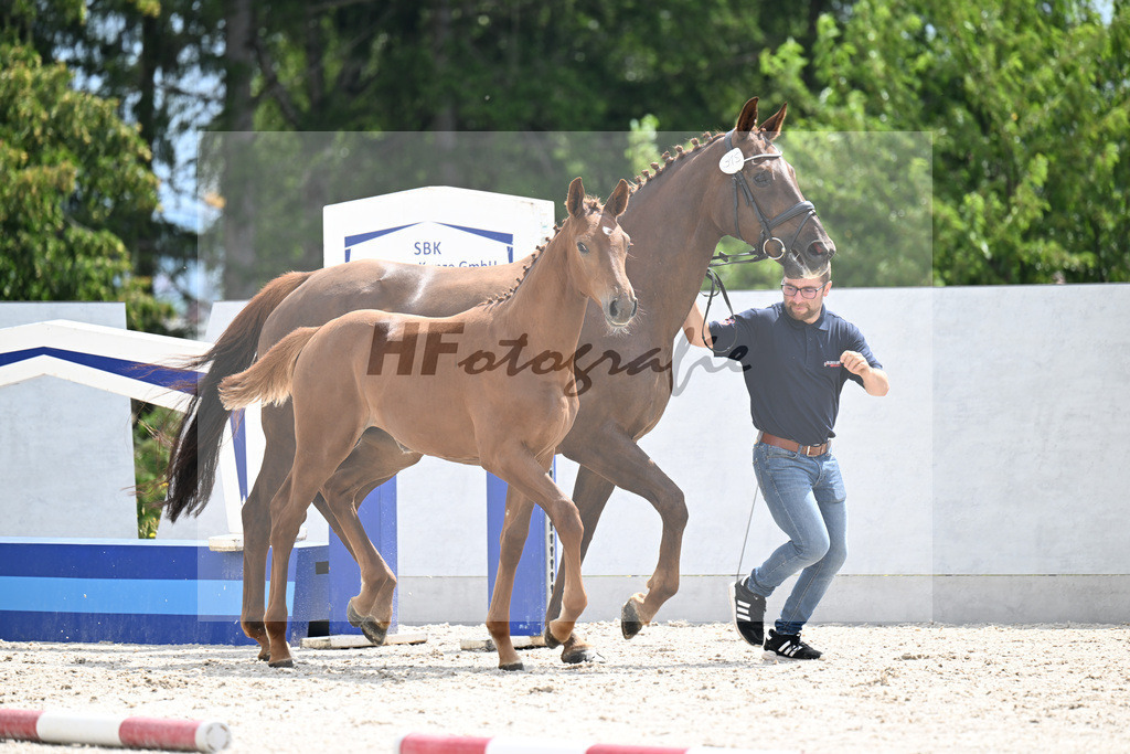 Kat-Nr. 315 Tangelo v d Zuithoeve x Diamant de Semilly_SF_Sportpferdezucht Ehrlich_21250381 | hf-fotografie - Realizzato con Pictrs.com