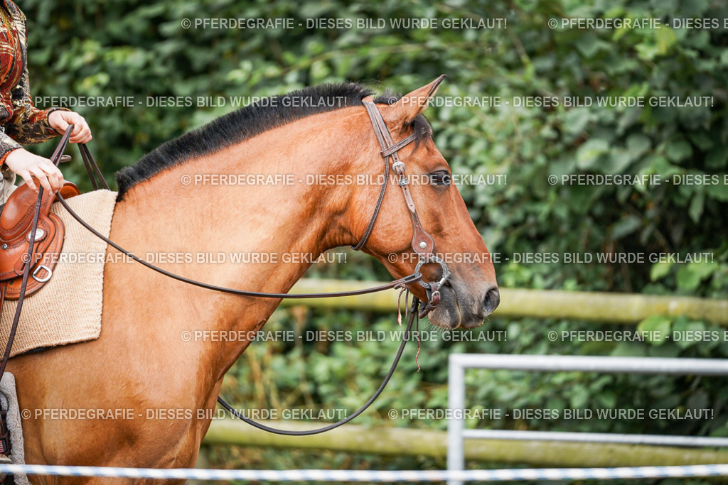 DSC03778 | Pferdegrafie