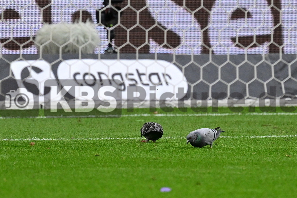 KBS Picture_FCStPauli-Bayer04Leverkusen_057 | Tauben im Strafraum ,Sportplatz :  Millerntor Stadion, - Realisiert mit Pictrs.com