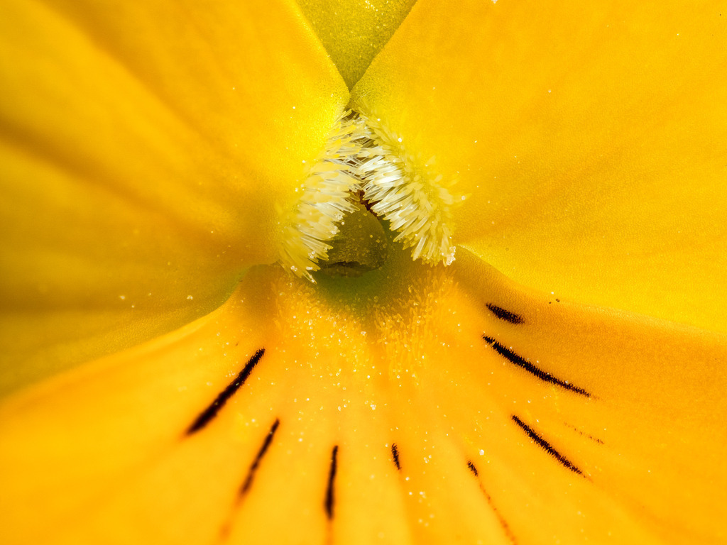 Horened Violet Yellow | Fotos in hoher Qualität, extrem scharf, viele schöne Details mit leuchtenden Farben. Blütenbilder für Zuhause, Praxis, Kanzlei oder Büro. Aufnahmen in Low Key, nahezu monochrom. Hochwertige Materialien: Alu Dibond, Hahnenmühle, Forex, Fotodrucke. - Realizzato con Pictrs.com