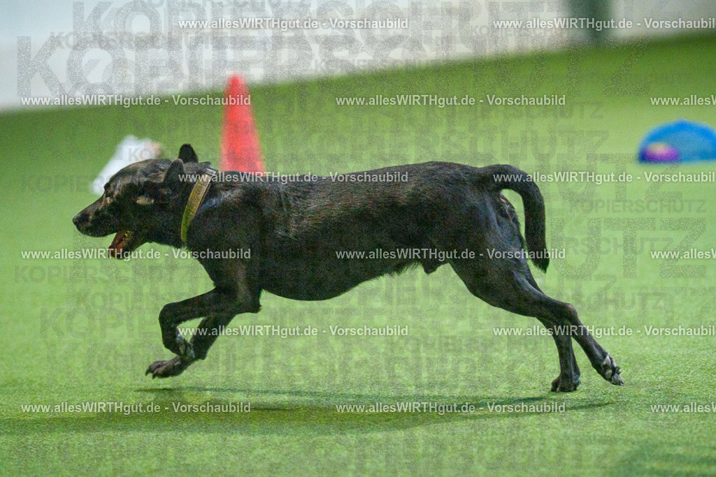 7R502474 | Professionelle Tierfotografie in Mönchengladbach von Daniel Wirth (allesWIRTHgut). Liebevolle & natürliche Bilder von Hunden & Katzen für unvergessliche Erinnerungen.