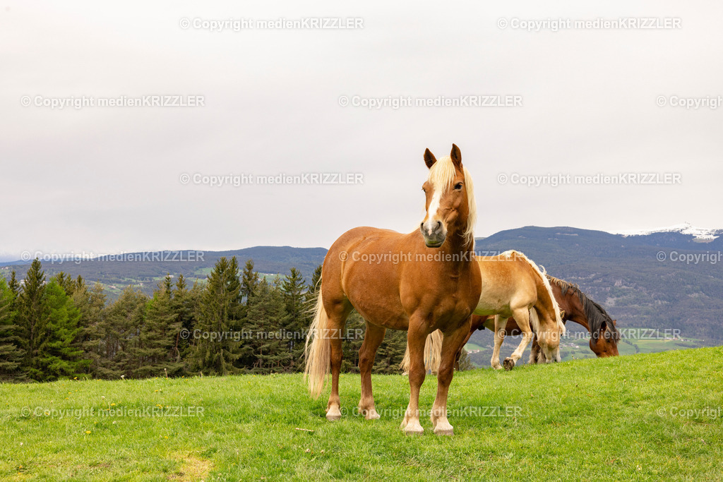 Tuff Alm | medienkrizzler - Realisiert mit Pictrs.com