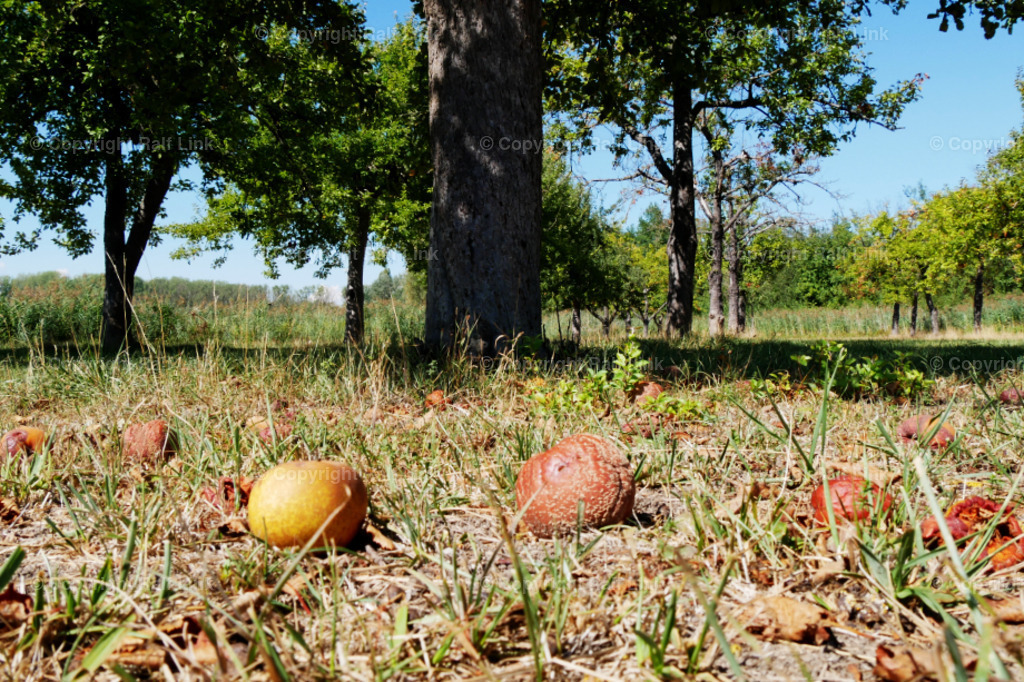 Obstwiese | Obstwiese