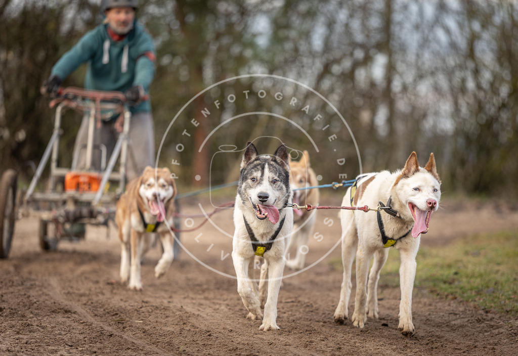 Pfotenfotografie_DV3A6211 | Hundefotografie, Tierfotograf, Pfotenfotografie, Fotoshooting Hund, Hunde Portrait, Hundesport, Hundeportraits, Heideshooting, Hunde, Sportfotograf, Hundefotograf, Turnierhundsport, THS,  - Realisiert mit Pictrs.com