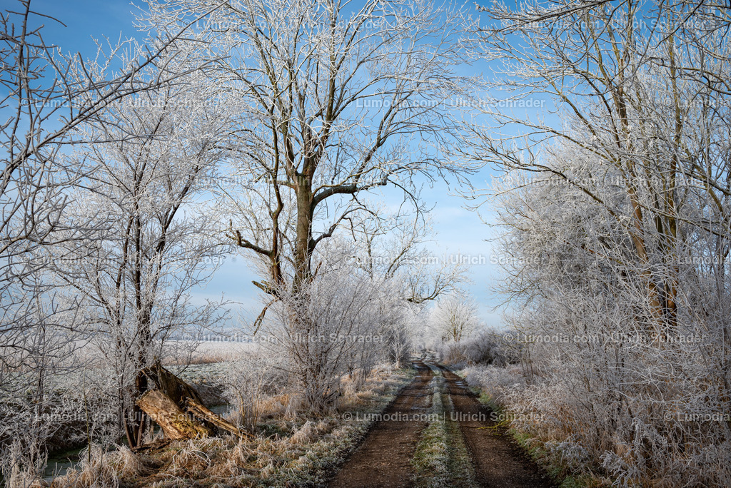 10049-13450 - Winterzauber im Großen Bruch | Stockfoto und Bilderpool mit Bildmaterial aus Deutschland, dem Harz, Halberstadt, Quedlinburg, Wernigerode und weltweit. Qualitativ hochwertige und professionelle Fotos anschauen und kaufen. - Realisiert mit Pictrs.com