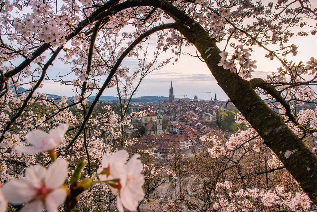 Abendstimmung über Berner Altstadt während der Kirschblüte | Die ideale Geschenkidee für Naturliebhaber. Naturbilder von Marcel Gross Photography für ihr Zuhause in den verschiedensten Formaten und Materialien. - Realisiert mit Pictrs.com