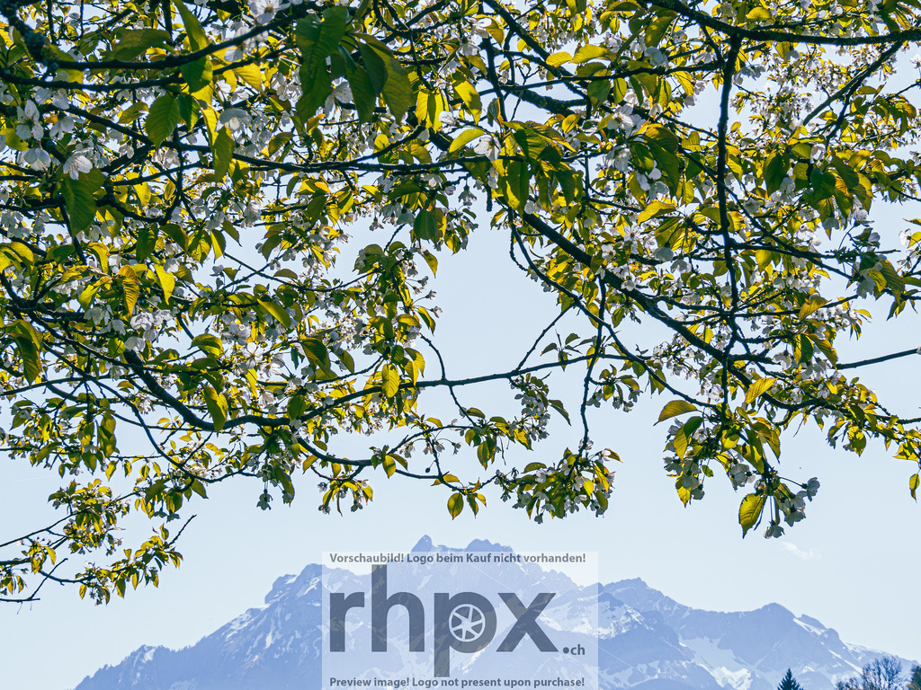 Frühling in Luzern – Blüten vor Pilatus | Stimmungsvolle Fotokunst aus Luzern. Erlebe den Pilatus, den See und die Stadt Luzern in exklusiven Aufnahmen in der Fotogalerie & Shop. - Realisiert mit Pictrs.com