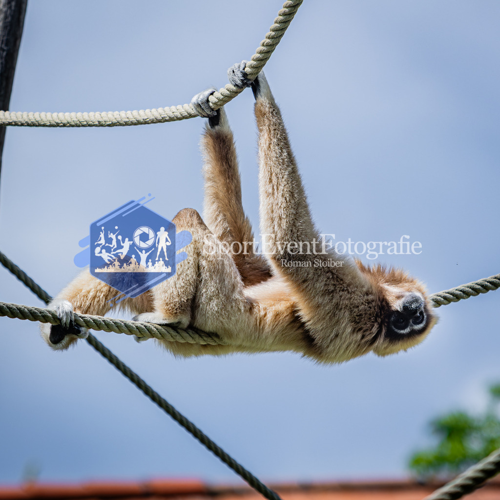 IMG_6696 | SportEventFotografie - Roman Stoiber