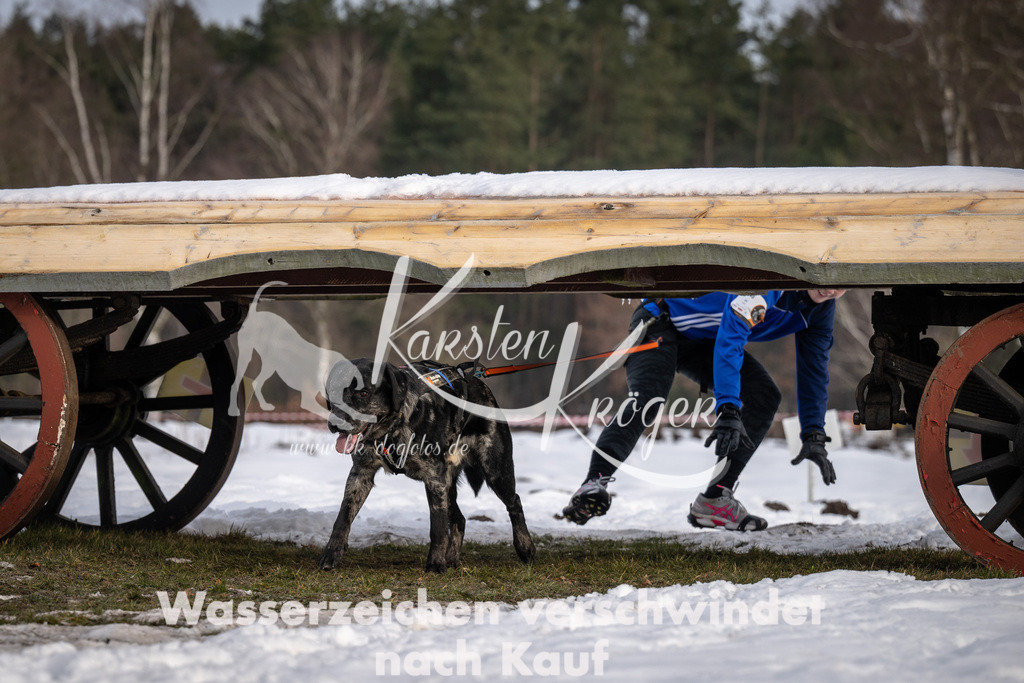 0824_ZZ91622-5 | kk-dogfotos