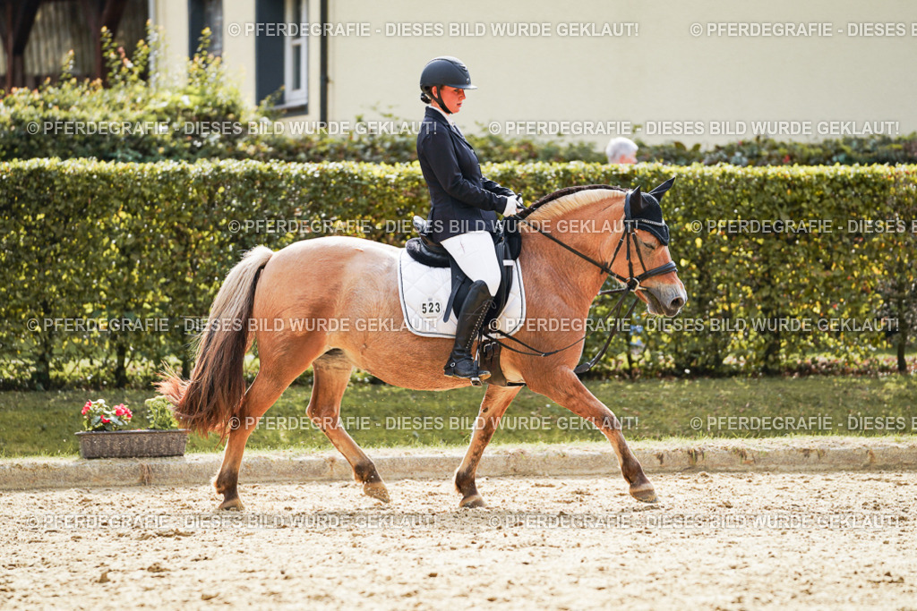 DSC01372 | Pferdegrafie