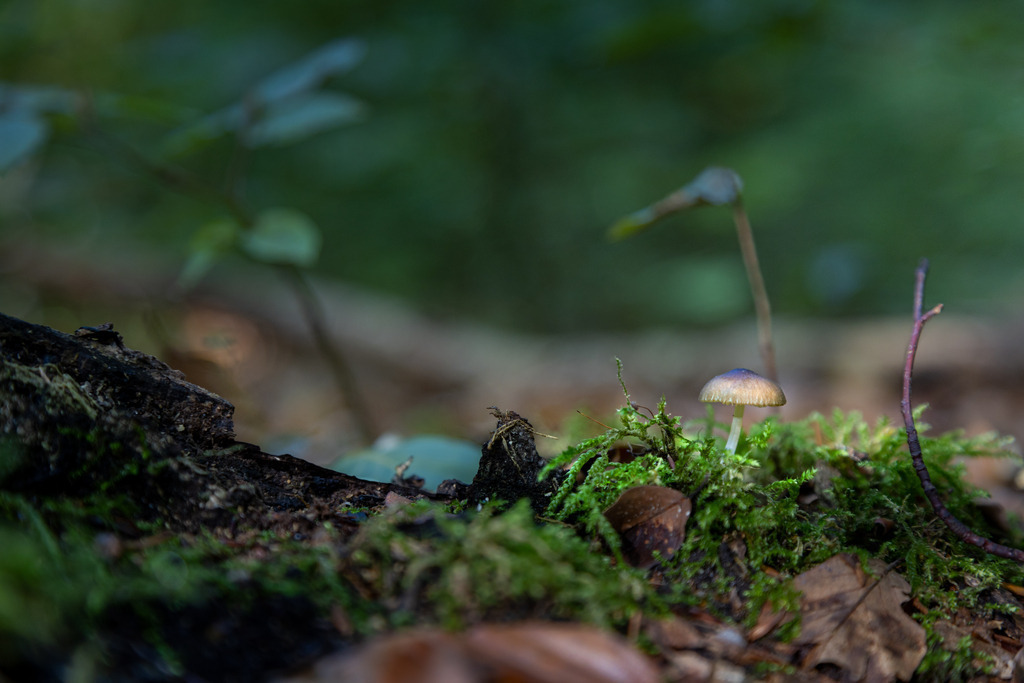 Boten des Herbstes | Aus den Wäldern rund um Wismar in Mecklenburg-Vorpommern. - Realisiert mit Pictrs.com