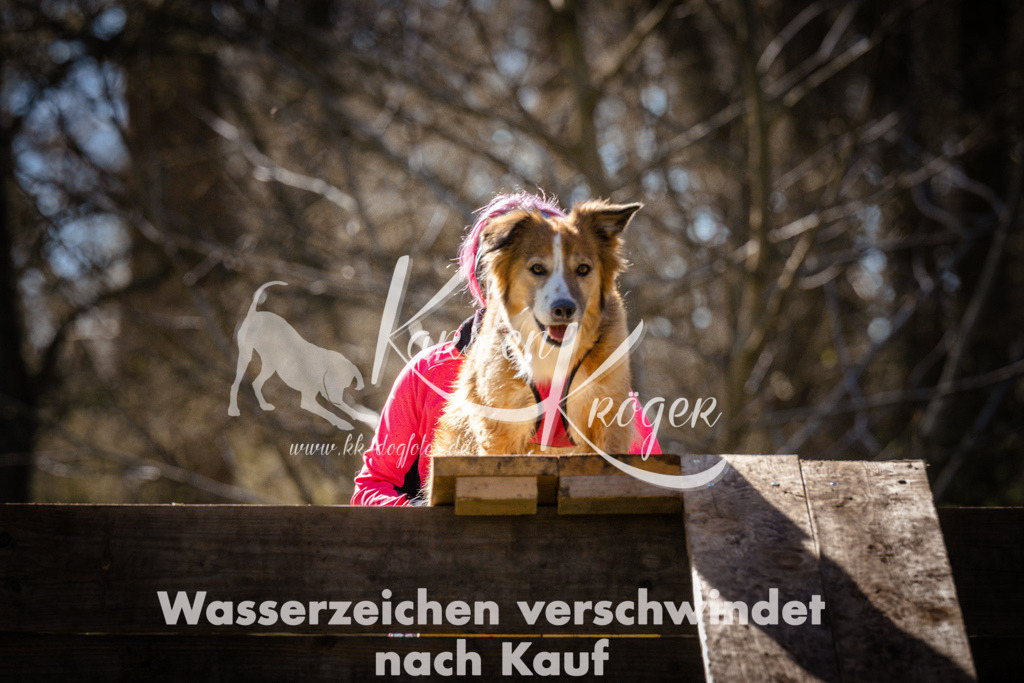 0952_ZZ96723 | kk-dogfotos