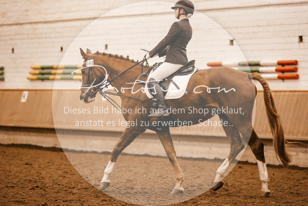 3I6A6175 | Stimmungsvolle Portraits und Reitsportfotografie im Ruhrgebiet und im Münsterland.

Pferdefotografie, Hundefotografie, Tierfotografie, Reportagen, Portraits von Tier und Mensch, Turnierfotografie in Bochum, Recklinghausen, Marl, Haltern am See, Dülmen.. - Realisiert mit Pictrs.com