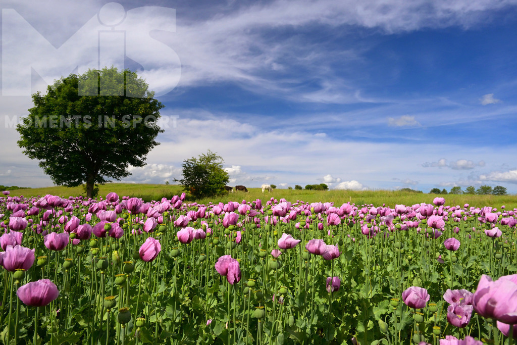 MIS_180818cm005 | 08.06.2022,  Türkheim, Unterallgäu,  Lila Mohnblüten auf einem Mohn-Feld.  - Realisiert mit Pictrs.com